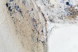 Why You Should Choose Our Mold Remediation Services in Linn, MO